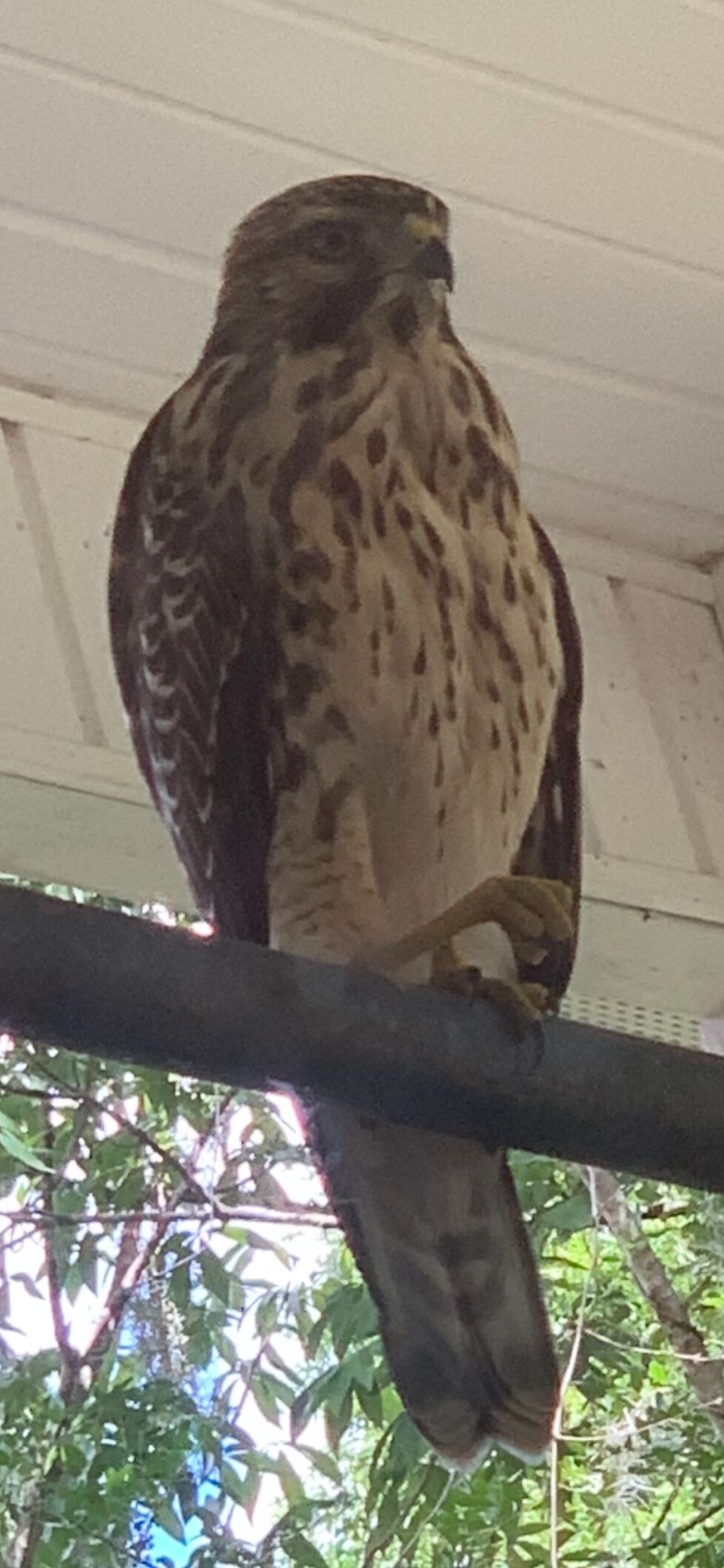 Gardening column: Spring brings new lifetime in the type of two pink-shouldered hawks | Columnists 2 hawk